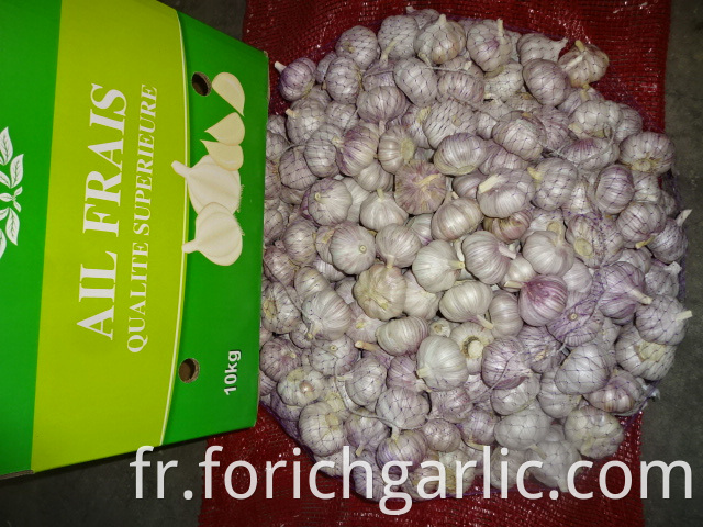 Normal White Garlic